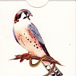 Esther Forbyn - 30 Birds to Know in Portland